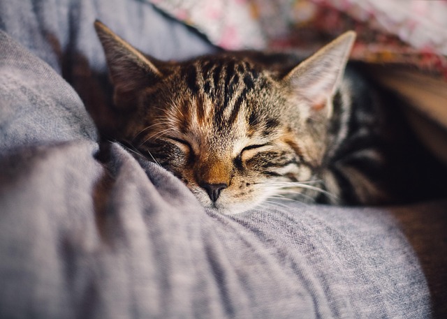 高齢猫を優しく抱きしめる飼い主