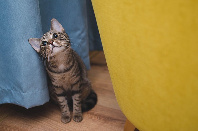 困惑した表情の飼い主と高齢猫