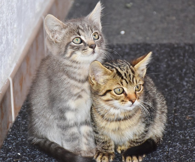 高齢猫と飼い主が寄り添う穏やかな風景