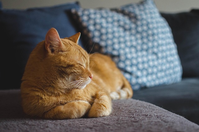 たくさんのキャットフードの袋に囲まれ困惑する猫