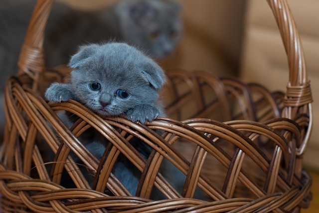 お腹の調子が良くなり元気に遊ぶ猫