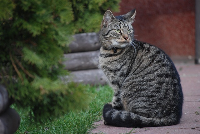 猫の健康状態をチェックする獣医