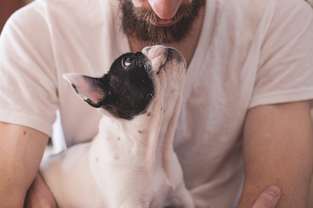 愛犬が飼い主に甘えている様子
