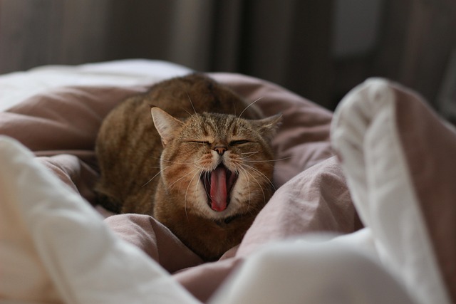 飼い主と猫が寄り添い、幸せそうにしている様子
