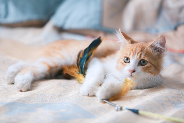 猫がリラックスしてくつろぐ様子、健康的な生活のイメージ