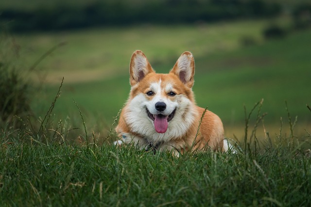 皮膚炎が改善し、元気に遊ぶ犬と笑顔の飼い主