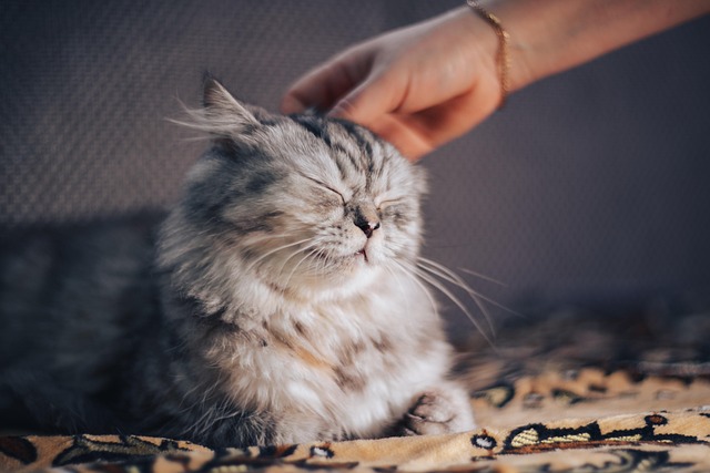 飼い主と猫が幸せそうに触れ合っている様子