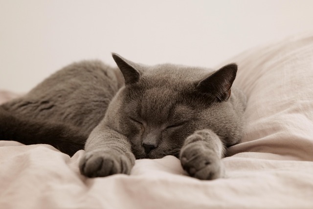 猫が心地よさそうに眠るドーム型ベッド