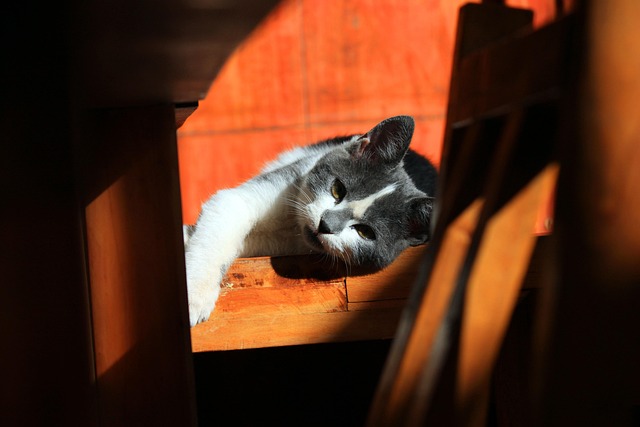 猫が安全な場所でくつろぐ様子