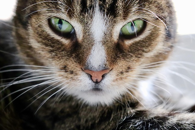 毛並みがきれいで元気な猫