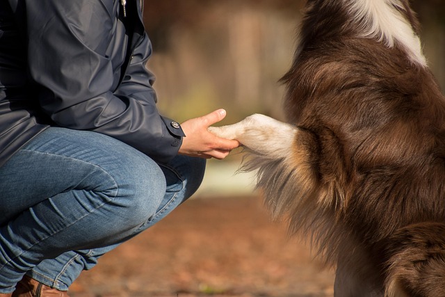 高齢犬と飼い主が寄り添い、穏やかな時間を過ごす