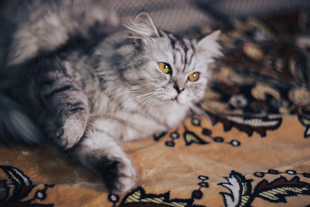 猫の健康を気遣う飼い主