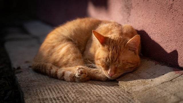 飼い主の膝の上で幸せそうに眠る猫のイメージ