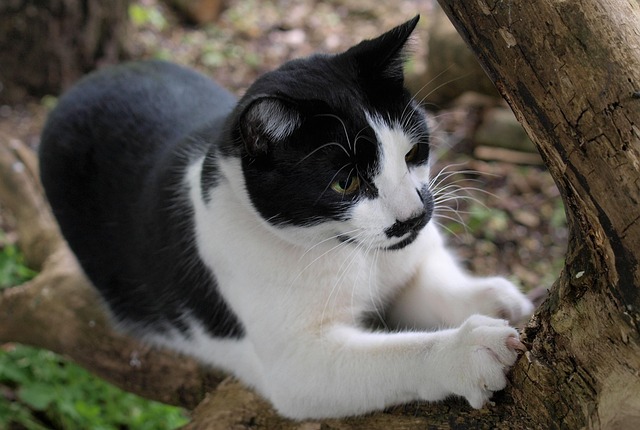様々な種類の猫の爪とぎが並べられた売り場