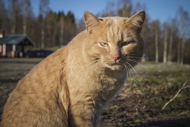 満足げに爪とぎをする猫と、笑顔の飼い主