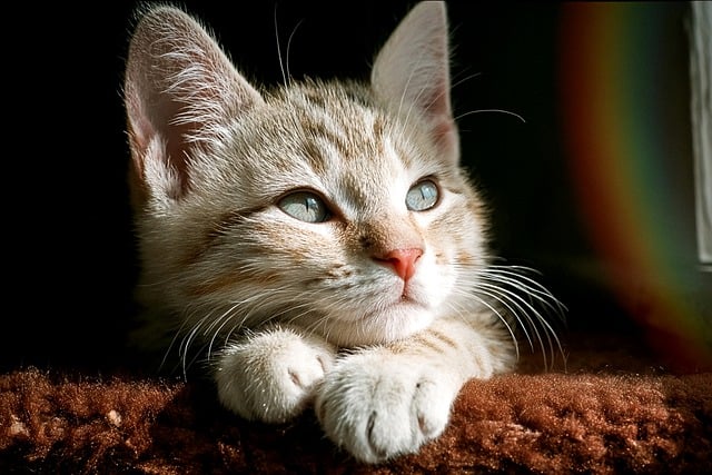 つやつやの毛並みを持つ猫がリラックスしている様子