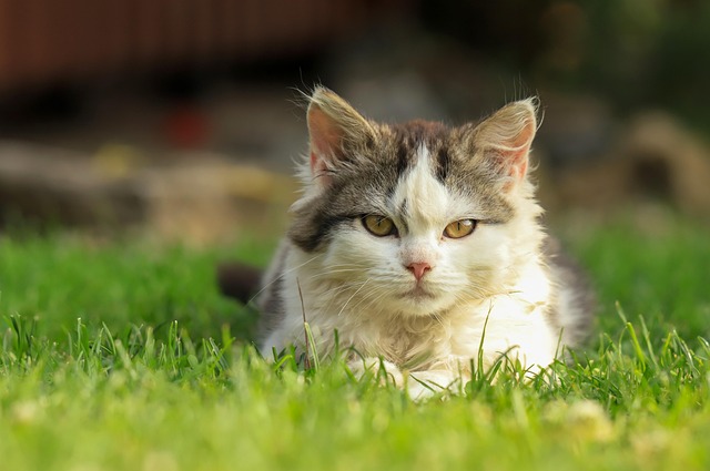 心配そうな猫と飼い主、腎臓病の診断書