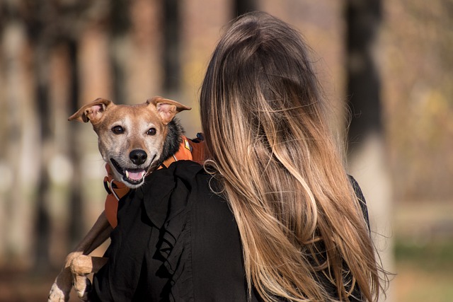 散歩に出かける犬と飼い主の楽しそうな様子