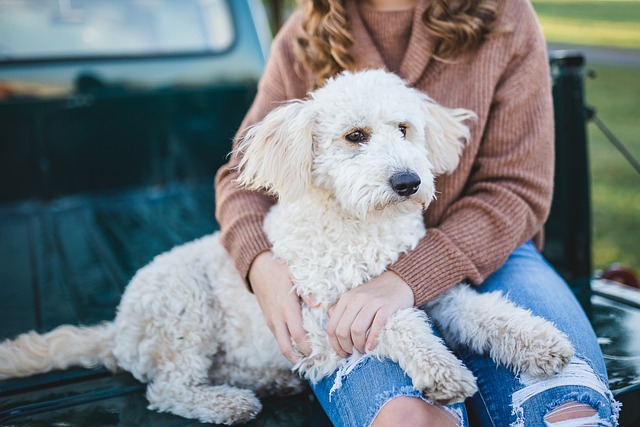 涼しい場所で水を飲んでいる犬と、その様子を見守る飼い主