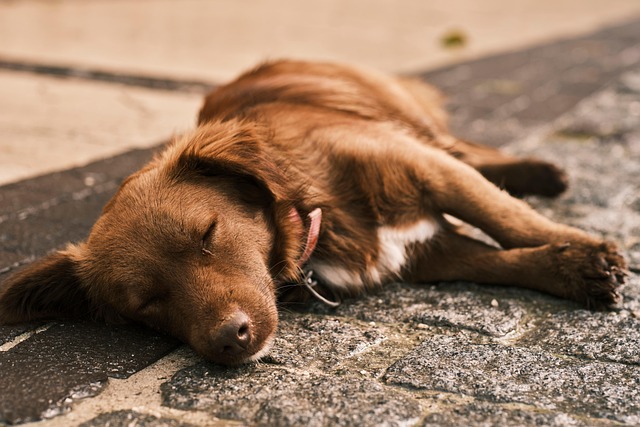 快適な冷却グッズの上で気持ちよさそうに眠る犬