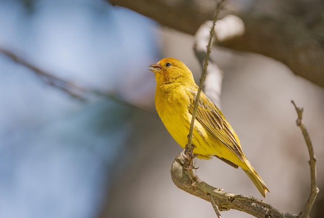 注意深く製品をチェックしている人、または野鳥観察のマナーに関するイメージ