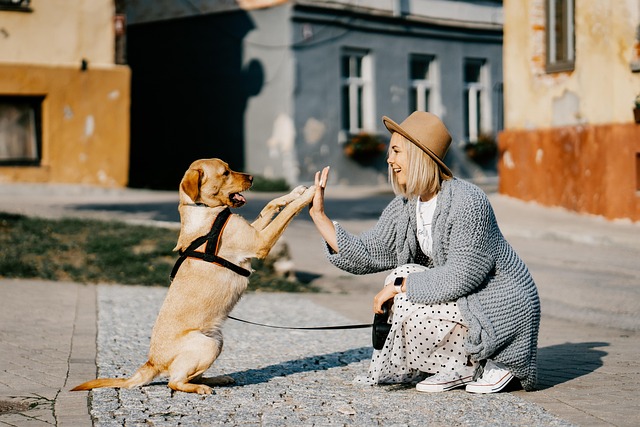 ソファを噛む子犬と困った顔の飼い主