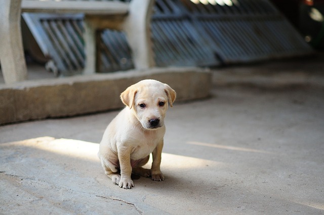 子犬のトイレしつけグッズの比較表と選び方ガイド
