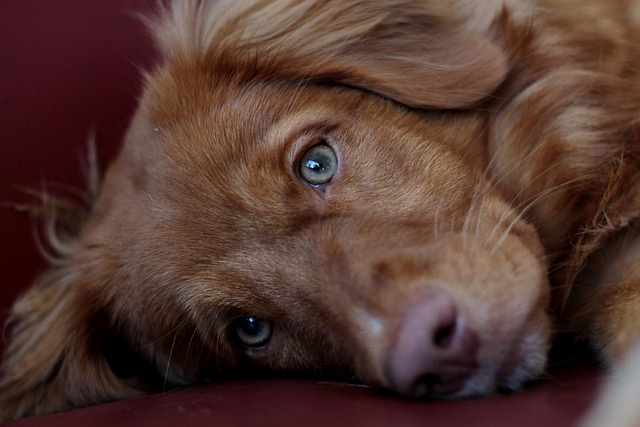 子犬のトイレしつけに関する注意点と代替策