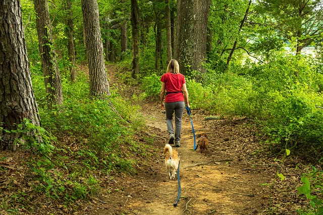 元気に散歩する犬と笑顔の飼い主