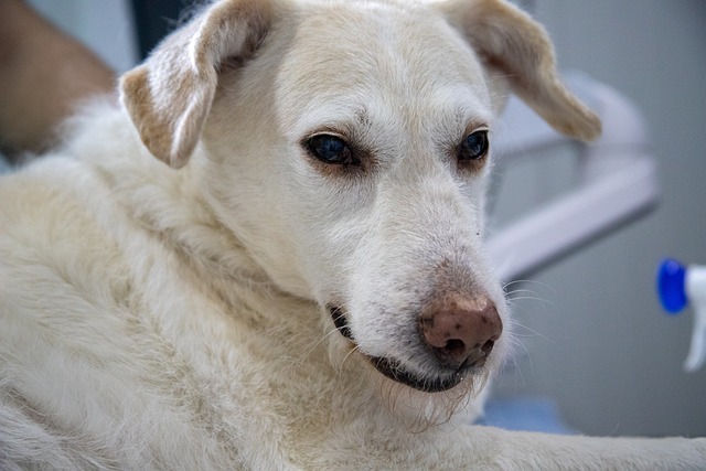 獣医が犬の耳を診察している様子