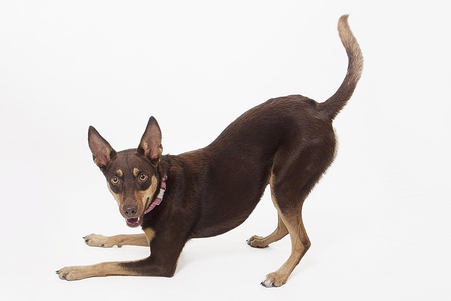 獣医と飼い主が犬の健康について話している様子