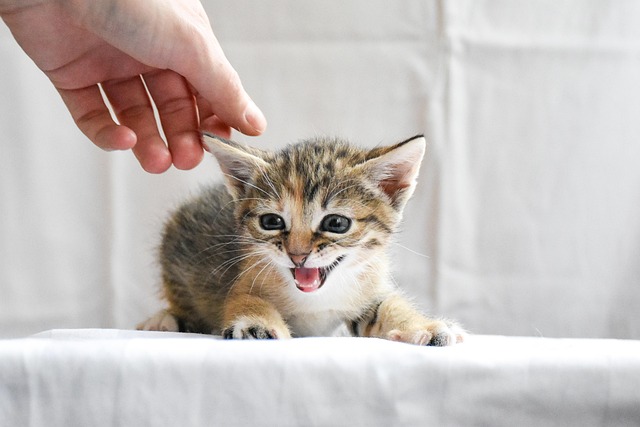 不安そうな猫と飼い主の優しい手