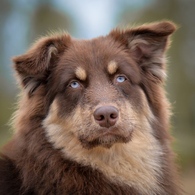 留守番中の犬が自動給餌器からご飯を食べている様子