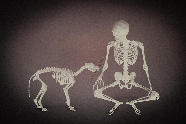 飼い主と犬が笑顔で散歩しているイメージ